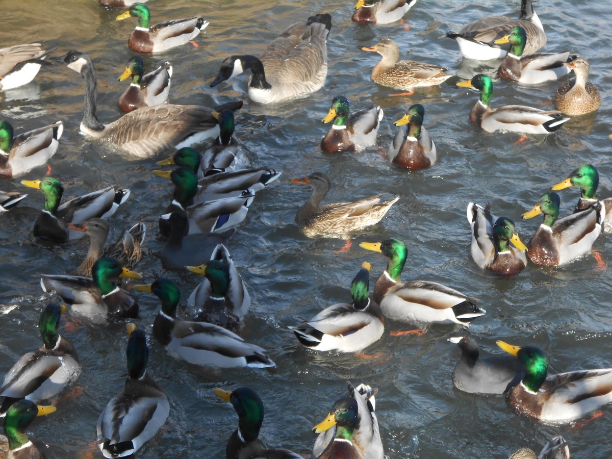 Waterfowl Hunts Photo